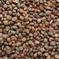 雜交大葉菠菜種子 500g包衣菠菜種子 春秋易種植大小葉菠菜籽